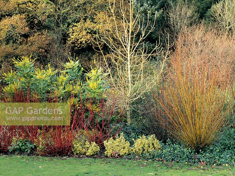 Salix alba var. vitellina 'Britzensis', Euonymus 'Emerald Gaiety', Euonymus 'Dart's Blanket', Cornus alba 'Sibirica' and Fraxinus 'Jaspidea' in border RHS Rosemoor