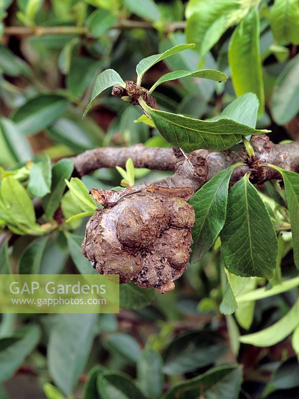 Woody swellings on Pyracantha caused by  Eriosoma lanigerum - Woolly Aphid