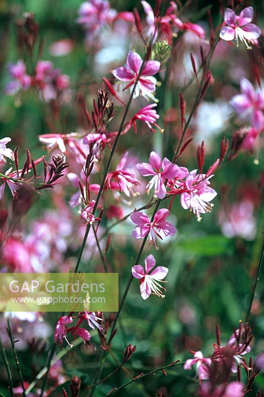 Gaura lindheimeri 'Siskiyou Pink'