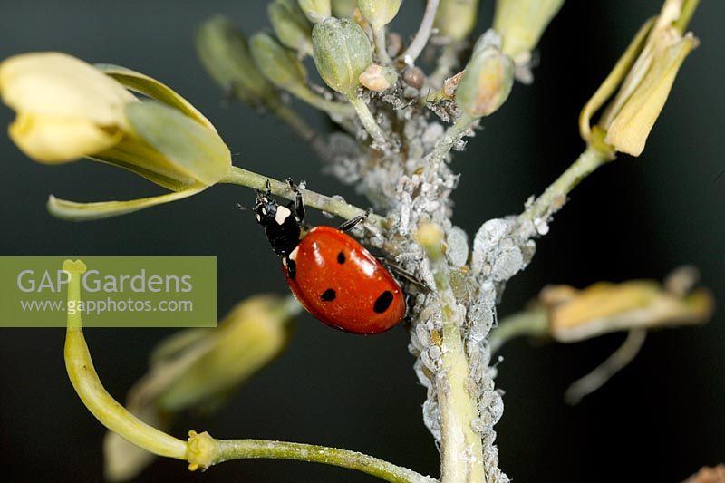 Ladybird with aphids