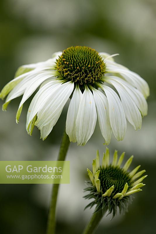 Echinacea purpurea 'Jade'