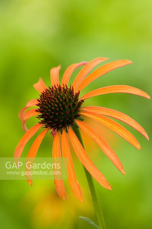 Echinacea 'Art's Pride'