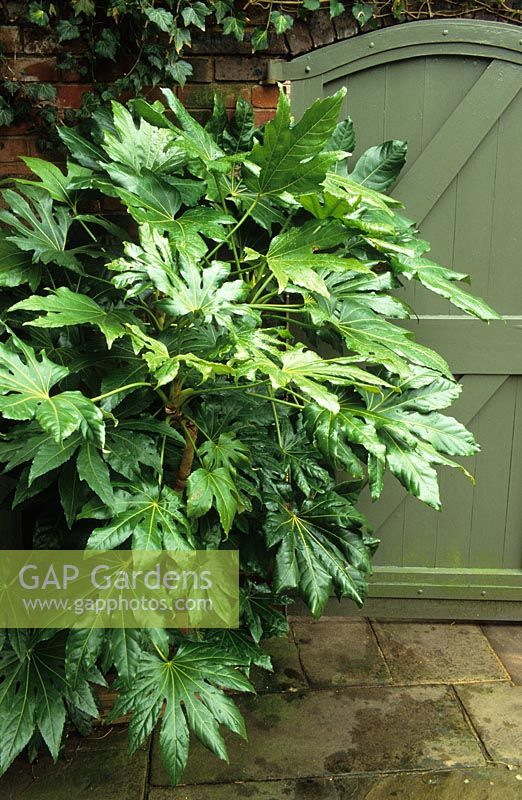 Fatsia japonica growing in a shady corner by a door