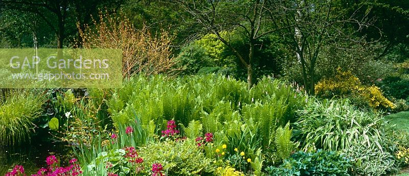 Early summer border at Glen Chantry. Cornus sanguinea 'Midwinter fire', Matteuccia struthiopteris and Primula pulverulenta.