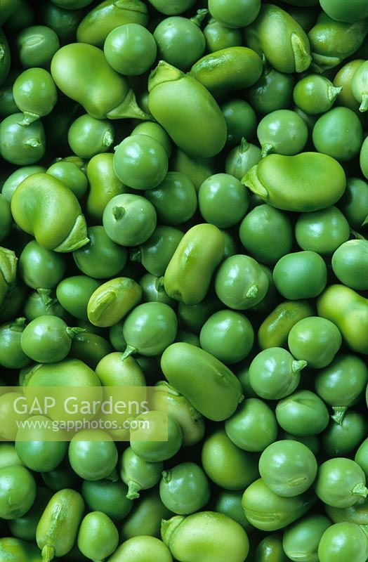 Shelled Broad bean 'Stereo' and Pea 'Hurst Green Shaft'
