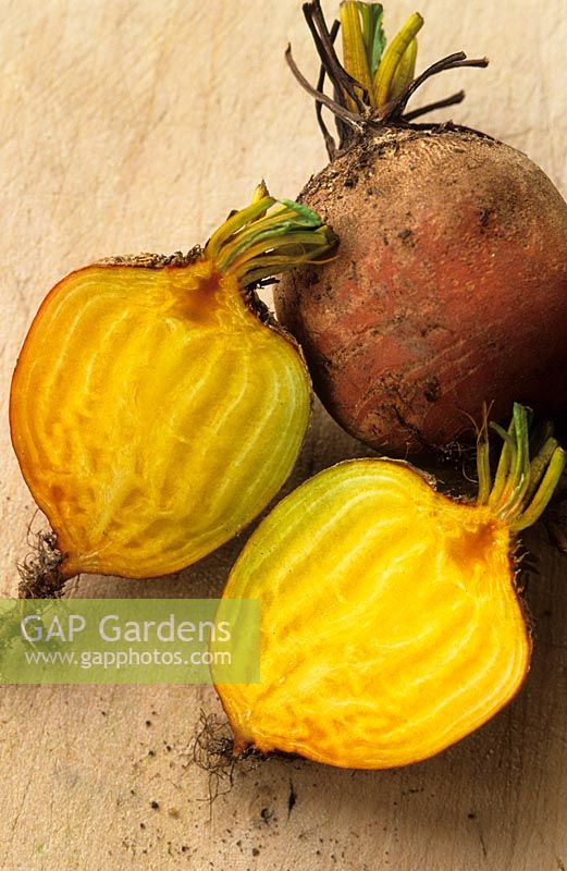 Beta vulgaris var. conditiva - Beetroot 'Burpee's Golden' cut open to show unusual colouring