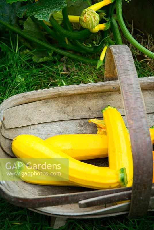 Cucurbita 'Gold Rush' - Yellow Courgettes 