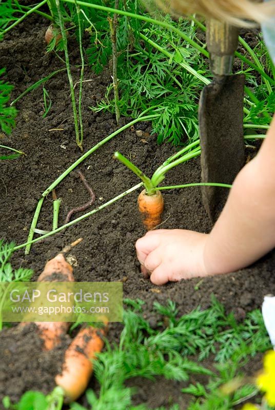 Young girl digging up carrots and finding worm