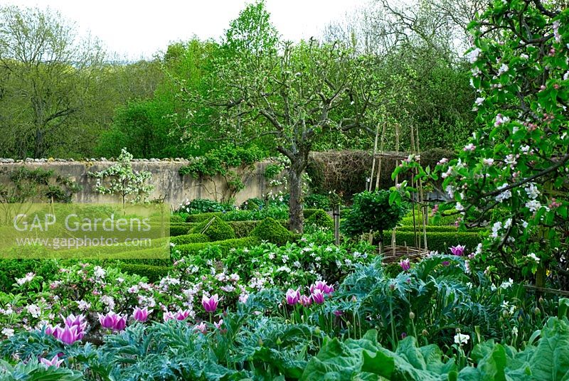 Spring potager with Tulips growing through Artichoke foliage - Espalier fruit and Buxus hedging - Brilley Court in Herefordshire open for NGS