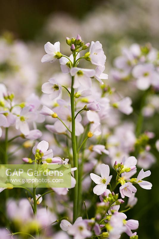 Cardamine Pratensis - Ladies Smock