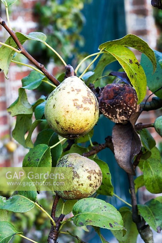 Dieased pears affected by Venturia pirina - Pear Scab