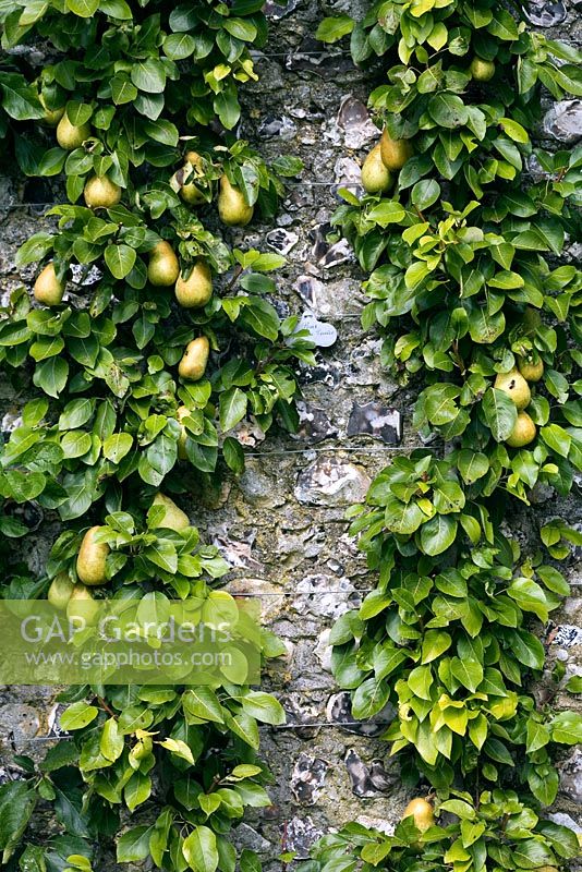 Pyrus 'Doyenne du Comice' - Cordoned trained Pear against flint wall  