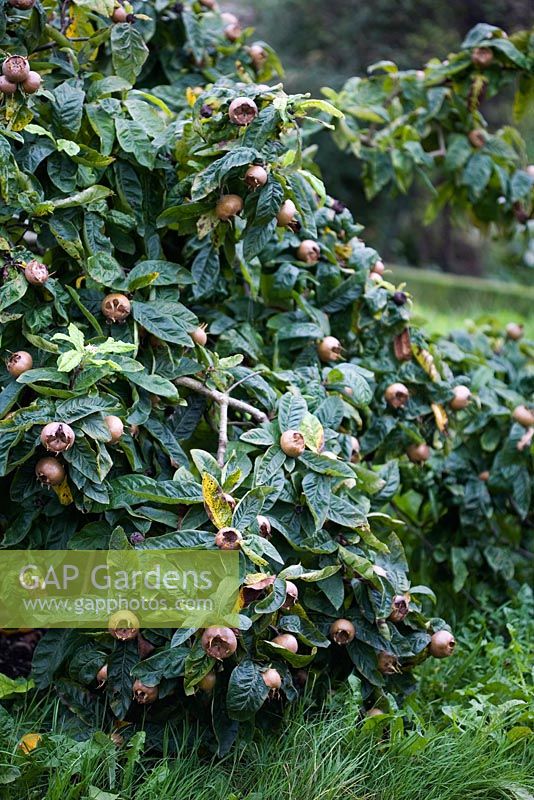 Mespilus germanica 'Nottingham' - Medlar  tree fully laden and weighted down with mature fruit