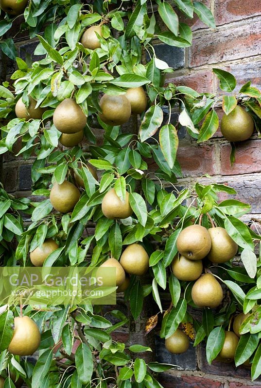 Pyrus 'Beurre Hardy' - Espaliered Pear tree laden with fruit 