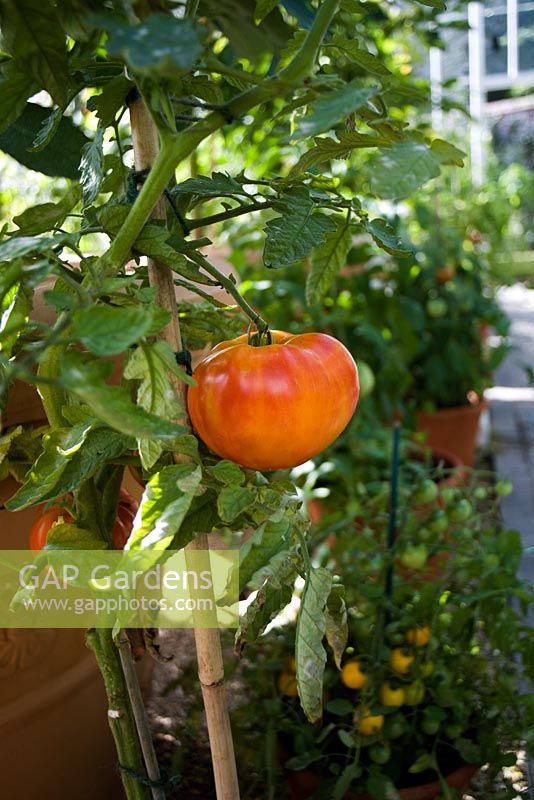 Tomato 'Big Rainbow' - Beefsteak tomato growing under glass at West Dean   