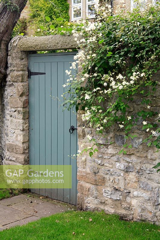 Blue back door in stone wall with old knarled tree and Clematis x fargesoides 'Paul Farges' 