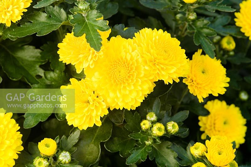 Chrysanthemum 'Natalie'