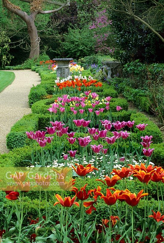Long box parterre with hot coloured Tulips and stone planter - Myddelton House Gardens
 