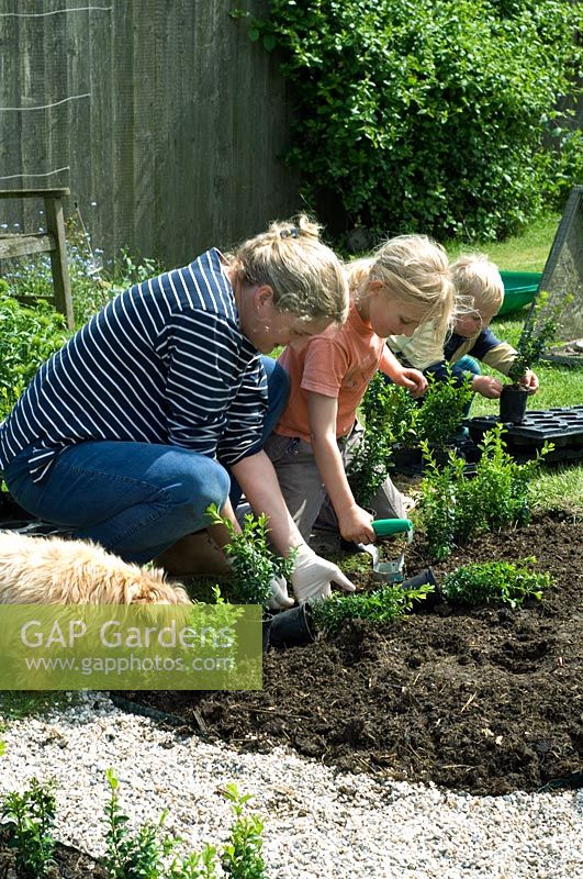 Woman and children planting young box plants in new parterre - Pannells Ash Farm, Essex
