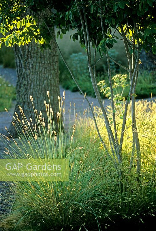 Grass seedheads highlighted by evening light - Villa Eketop, Sweden 