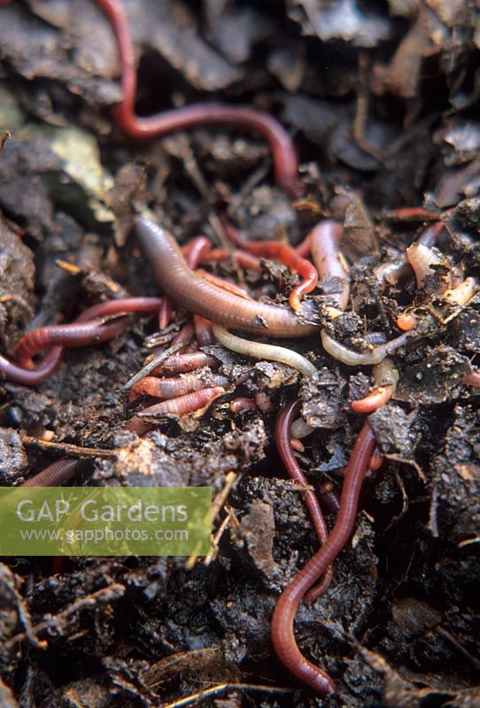 Close up of worms  