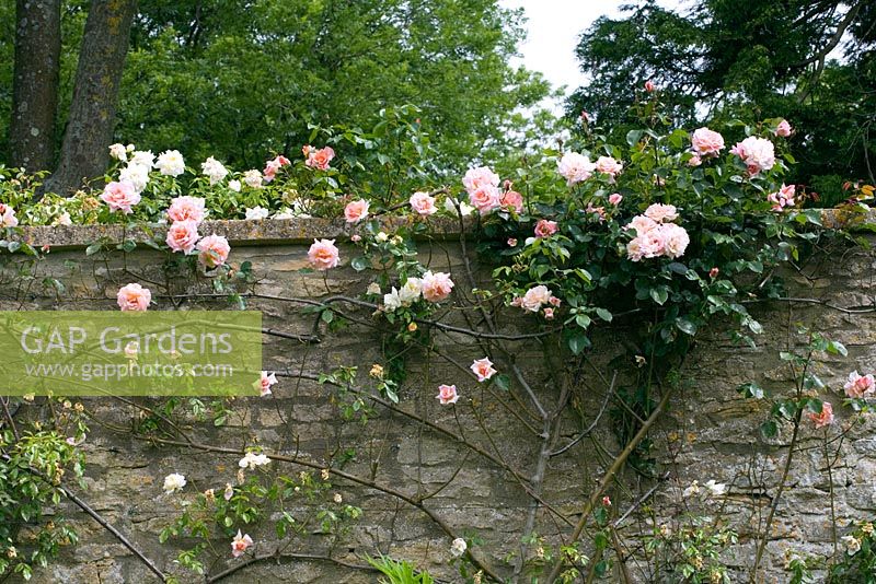Rosa 'Compassion' climbing over Cotswold stone wall - Hillesley House, Gloucestershire