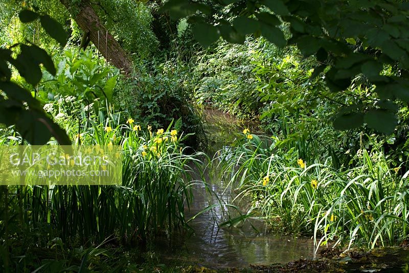 Iris pseudacorus at edge of stream - Hill Lodge Garden, Batheaston, Somerset   