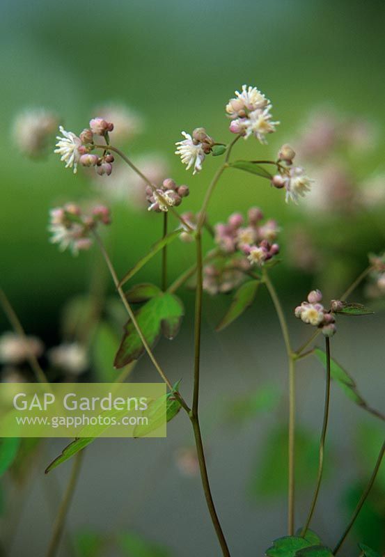 Thalictrum filamentosum