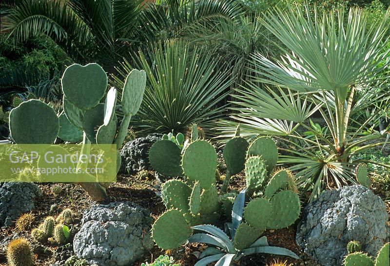 Succulent cacti Opuntia - prickly pear, Yucca and palm on dry volcanic bank - South Benfleet, Essex 

  

 