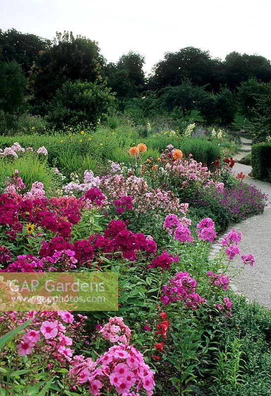Naturalistic perennial planting in long border with various cultivars of Phlox paniculata, Miscanthus and Dahlia - 
West Park, Munich, Germany 