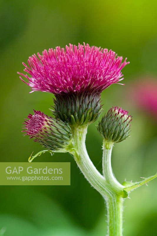 Cirsium rivulare 'Atropurpureum'