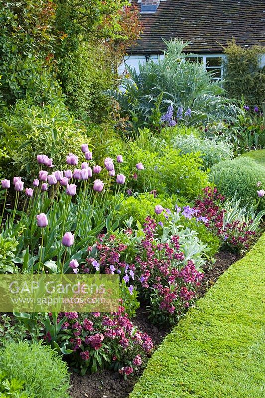 Curving spring border at Eastgrove Cottage with Tulipa 'Bleu Aimable' with Erysimum 'Bloomsy Baby Purple' (wallflower) and Viola cornuta in the foreground