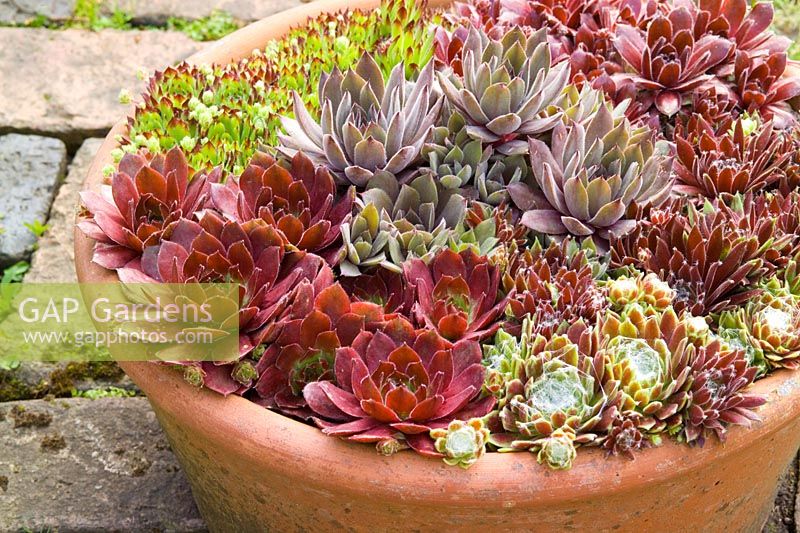 Sempervivum - Houseleeks. Clockwise from bottom left - 'Commander Hay', 'John T.' (centre), S. x roseum 'Fimbriatum', 'Lennik's No.1', 'Kramer's Spinrad'