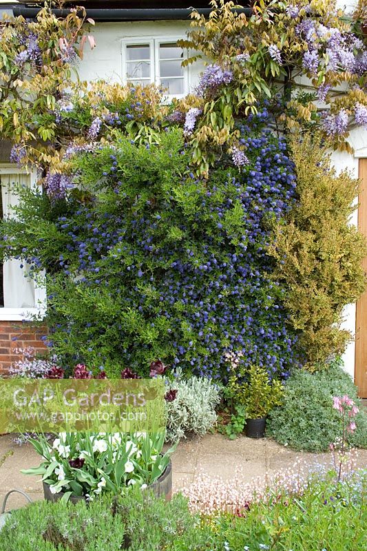 Climbers and climbing shrubs clothing a wall at Eastgrove Cottage. Ceanothus 'Concha', Wisteria floribunda, Hebe hulkeana and Myrtus 'Glanleam Gold'