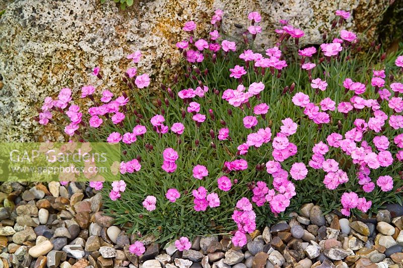 Dianthus 'Pink Jewel' growing amongst rocks