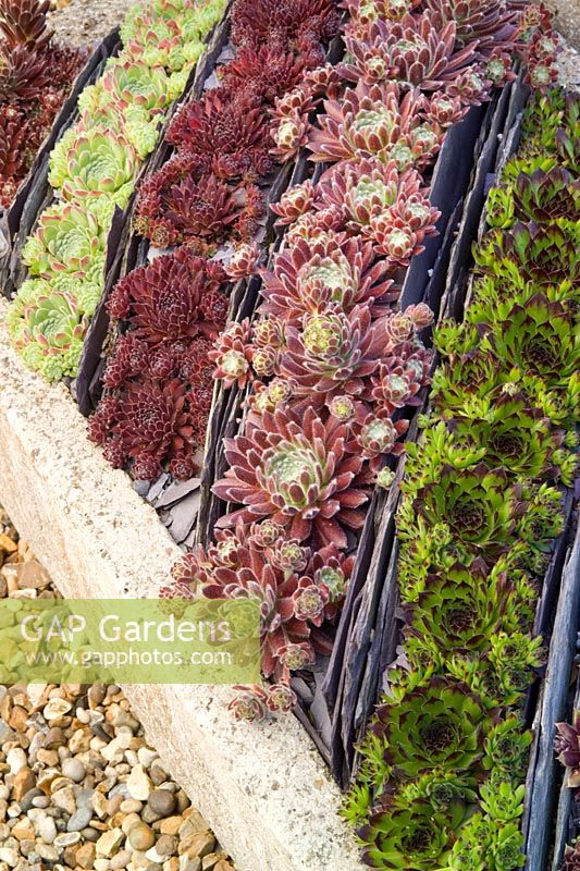 Sempervivum - houseleeks -  growing in a trough with slate used to create striped divisions