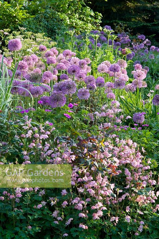 Late Spring border with Allium hollandicum and Aquilegia vulgaris var stellata 'Rosea' at Glen Chantry