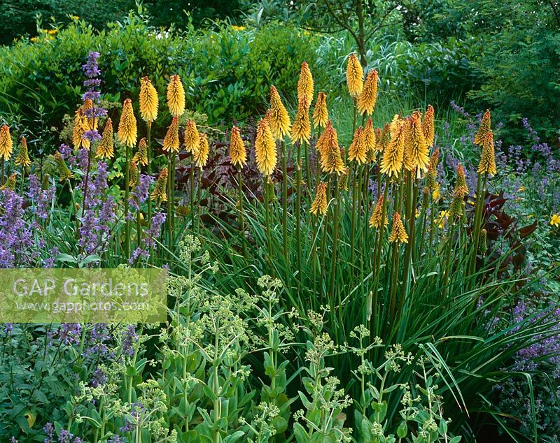 Kniphofia 'Tawny King' in border with Nepeta 'Bramdean' and Sedum 'Great Expectations'