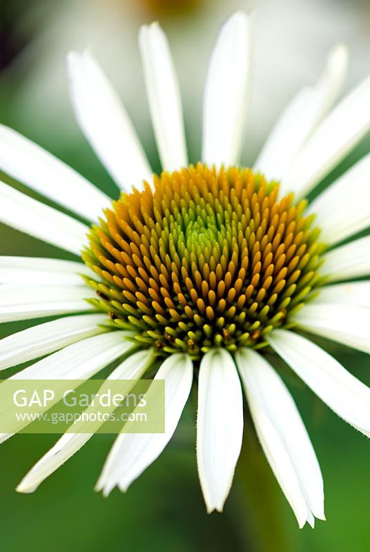 Echinacea purpurea 'White Swan'