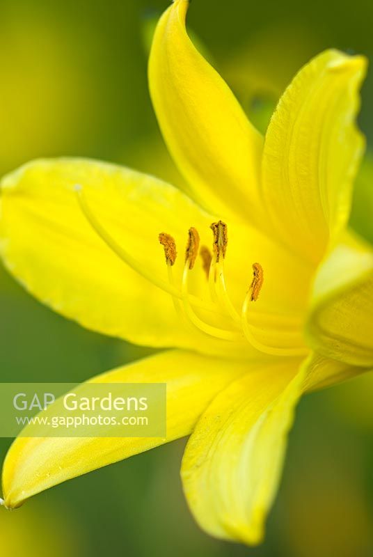 Hemerocallis lilioasphodelus - Day Lily