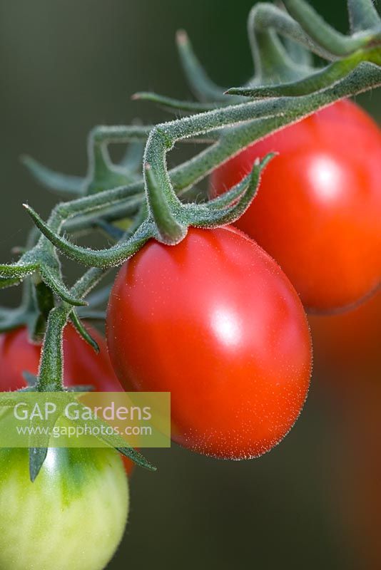 Tomato 'Harlequin'