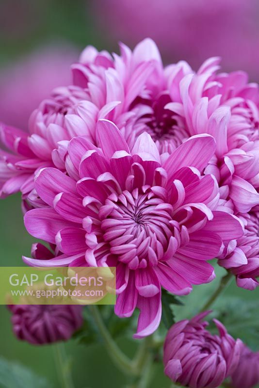 Chrysanthemum 'Bagley Rose'