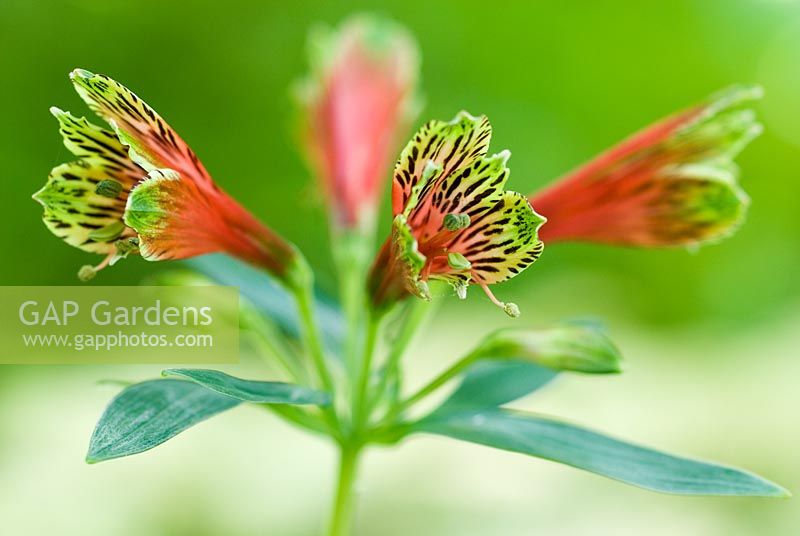 Alstroemeria psittacina - Parrot Lily