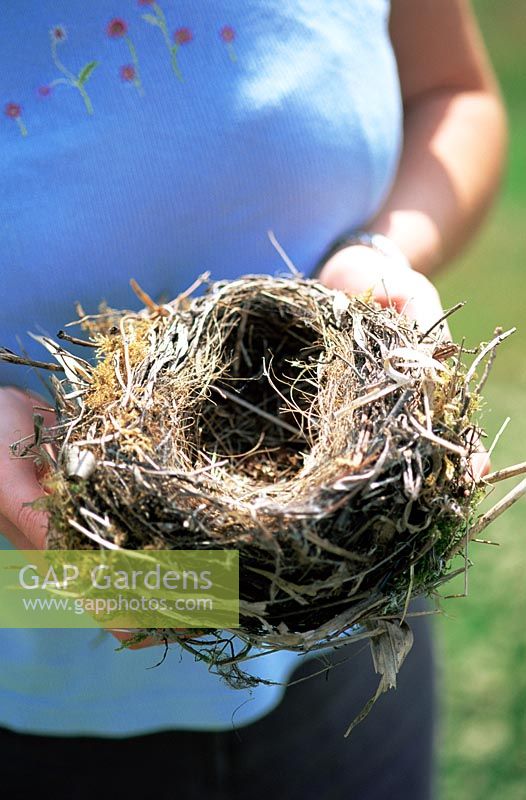 Woman holding vacated bird nest in late Summer