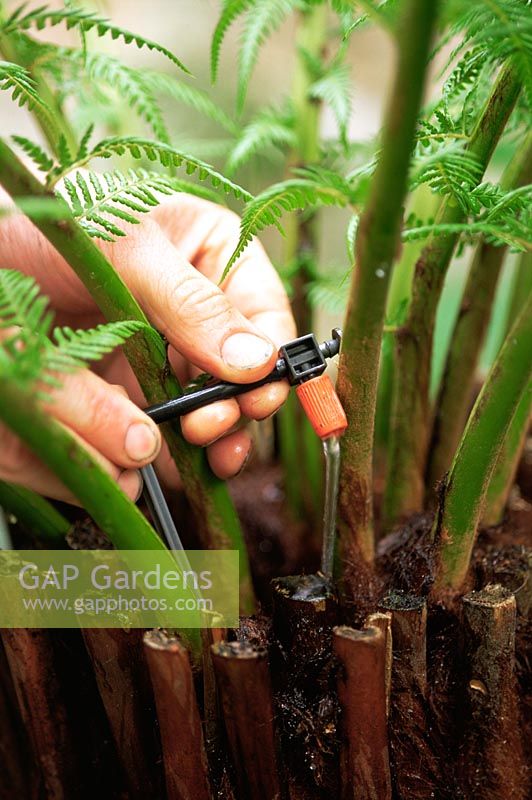 Installing drip-feed watering system into Dicksonia antarctica (Tree ferns)