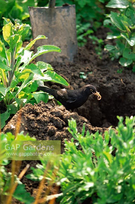 Turdus merula - Blackbird with worm, beside freshly dug hole