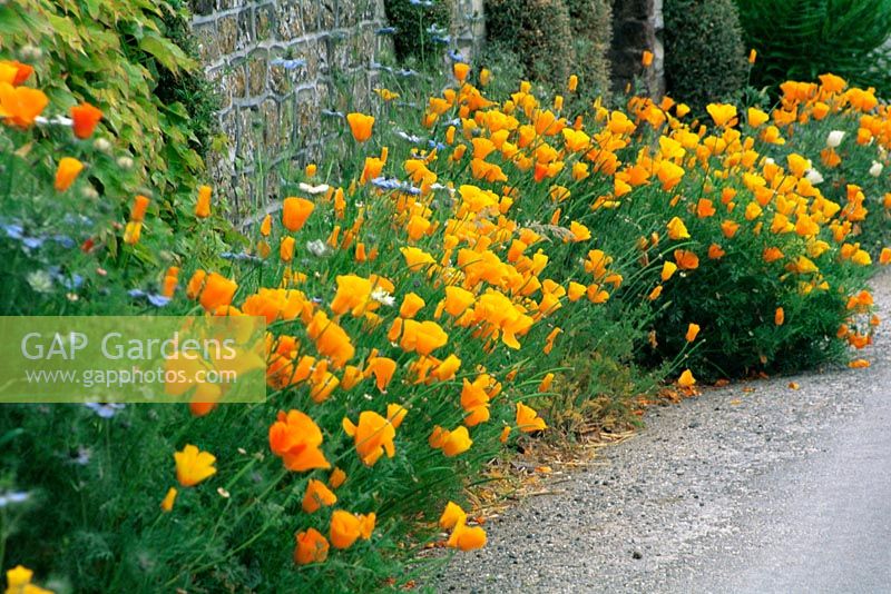 Californian Poppies - Eschscholzia californica