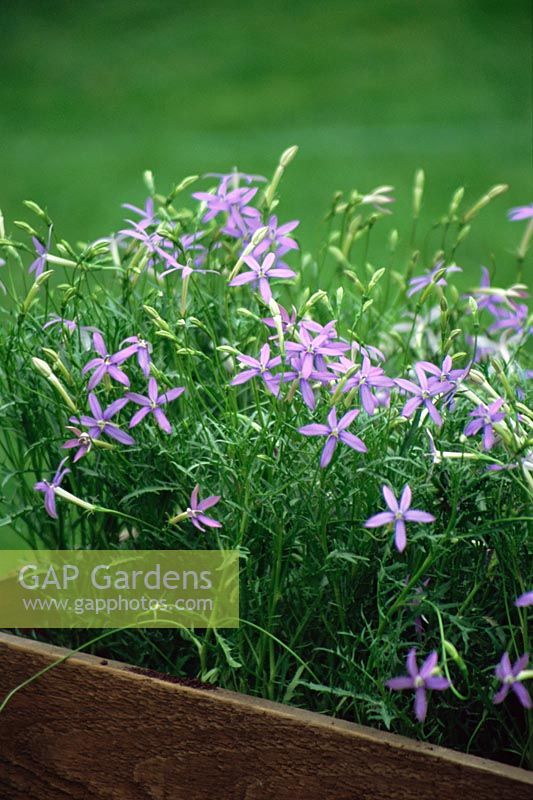 Laurentia - Solenopsis axillaris in wooden container in Summer