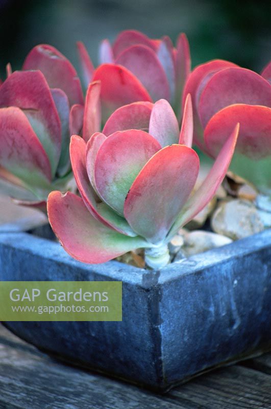 Succulent Cotyledon Macrantha in container with stone mulch