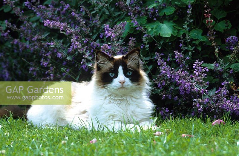 Cat in front of catmint - Nepeta